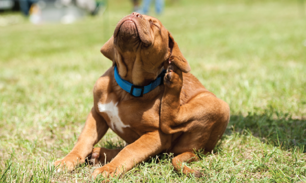 dog sitting in grass scratching neck and ear