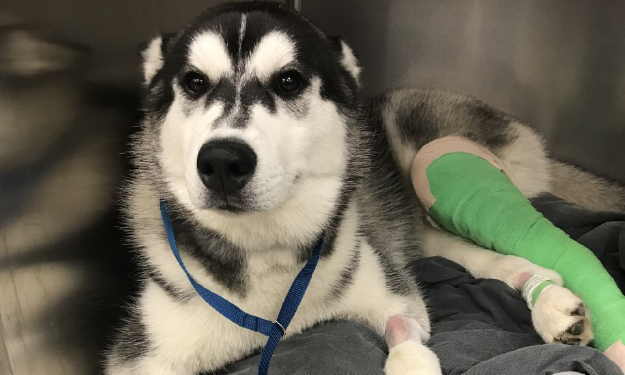 husky in hospital with a green vet wrap bandage on rear hind leg