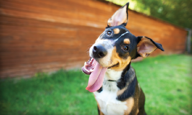 Dog with tongue out outside