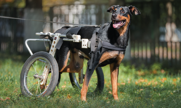 What is veterinary physical rehabilitation? HELPING YOUR DOG FETCH