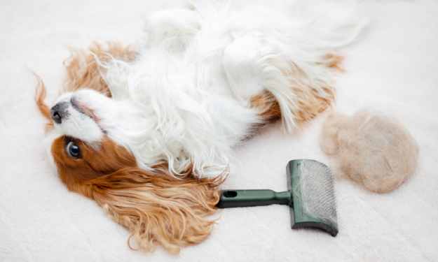 6 Reasons Why Your Pet Needs Grooming