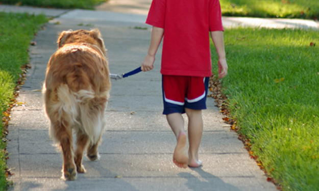 If it's too hot for your bare feet, the pavement is too hot for your dog's paws too