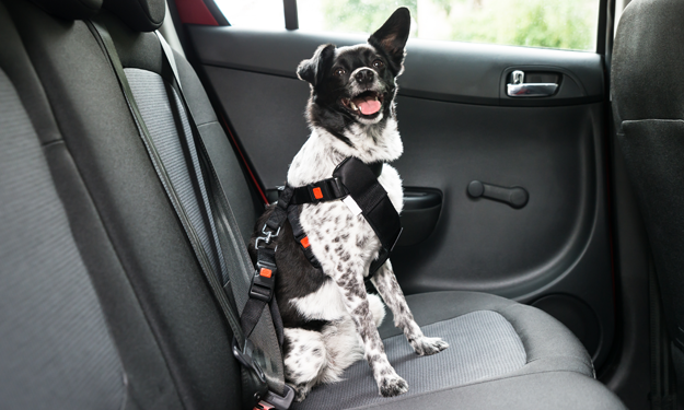 black white dog seatbelt back seat of car good sit smiling safe