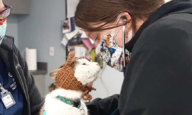 cat wearing noise reduction cap to ease anxiety in a veterinary setting