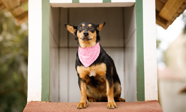 Breast Cancer Awareness Month Mammary Tumors In Dogs Cats Ethos 