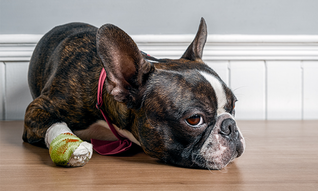 boston terrier bandaged foot