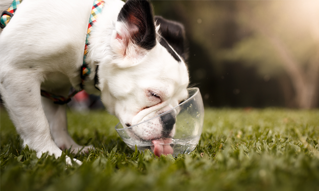 Why Your Dog is Drinking A Lot of Water - Primary Causes