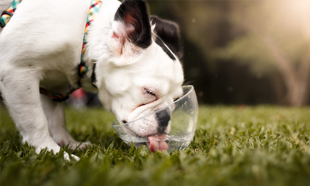 how often should dogs drink water