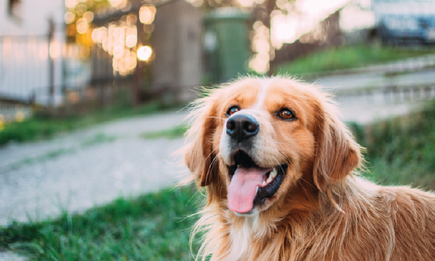 Dog outside with mouth open smiling.