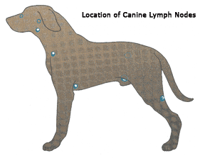 Canine Lymphoma - Ethos Veterinary Health