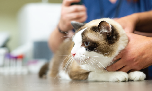 cat on table at the vet