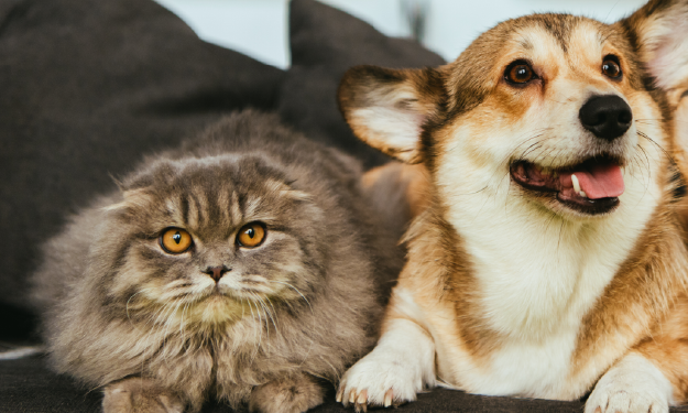 Can Cats and Dogs Be Friends?