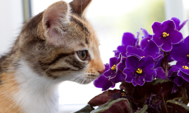 are african violets poison to cats and dogs