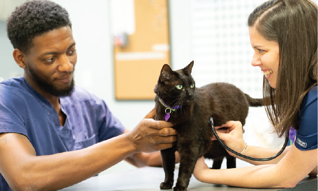 How To Give A Cat A Subcutaneous Injection