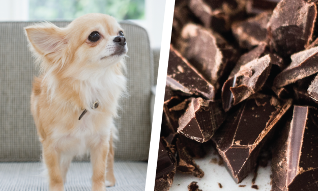 are all chocolate bad for dogs