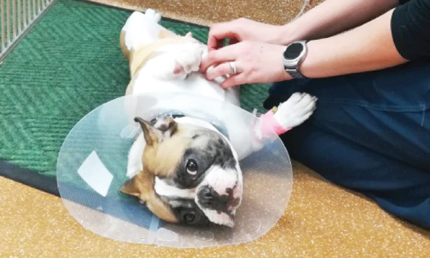 pet cone