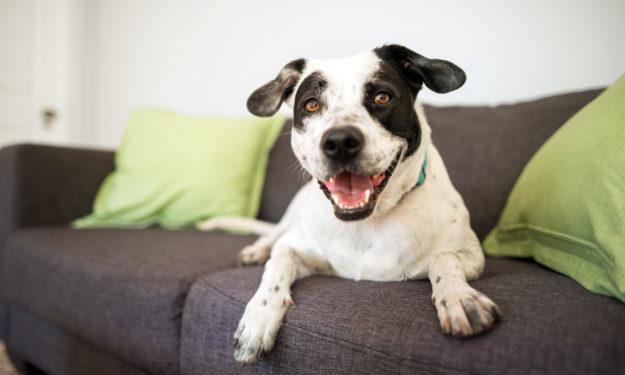 Spotted mixed breed dog smiling at the camera sitting on a sofa