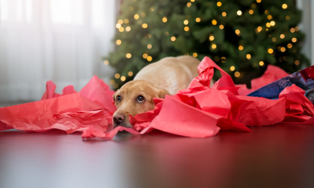 A Perfect Gift? A Vet's Advice for a Christmas Puppy Present