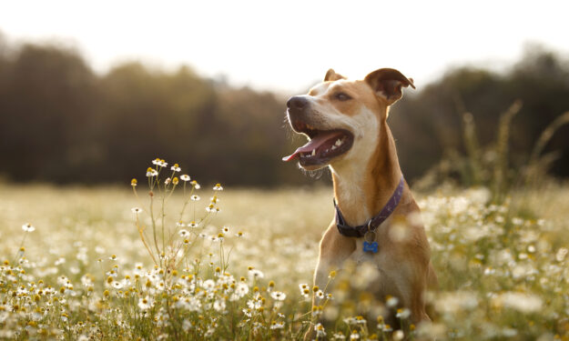 Mixed breed dog outside in flowers smiling.