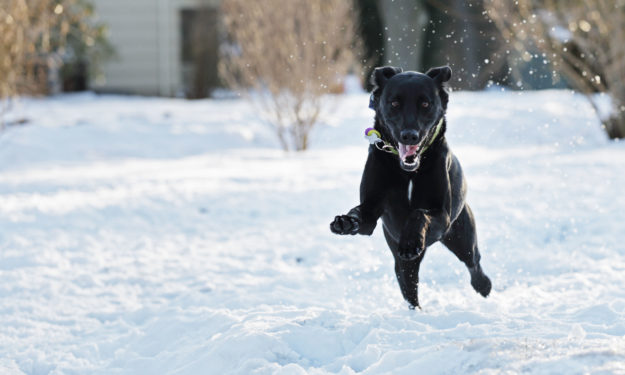 black dog running through snow winter