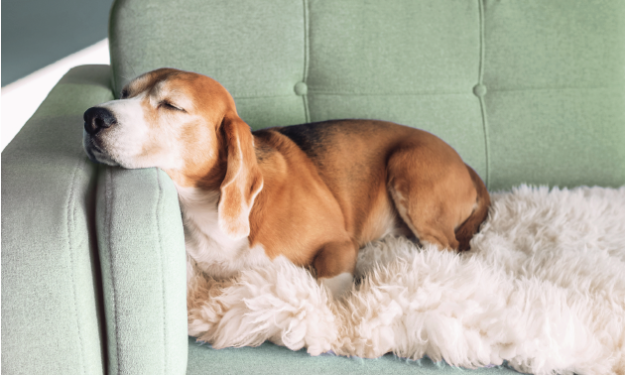 Beagle sleeping on a green couch on top of a blanket