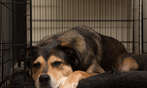 dog sleepy in crate