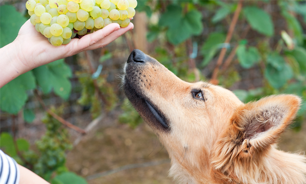basque shepherd sniffing grapes