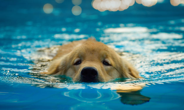 Golden retriever swimming in pool.