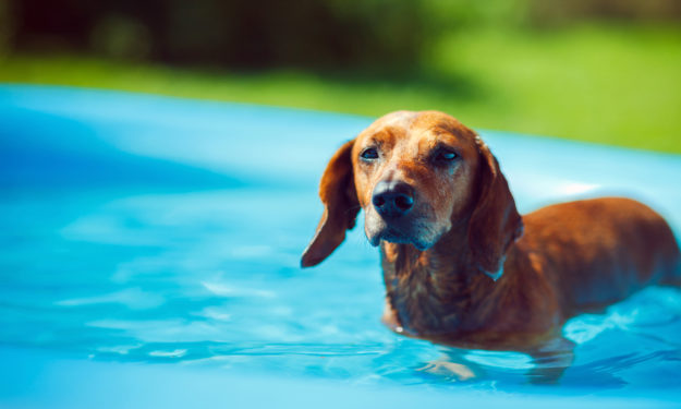 is chlorine pool safe for dogs