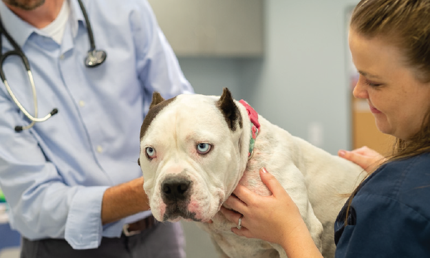 can benadryl help control a mast cell tumor in dogs