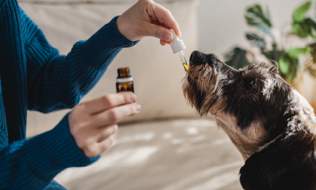 pet dog receiving medication from a dropper