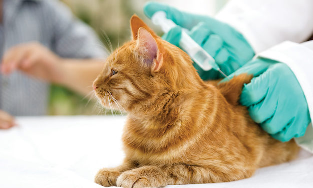 Local Options for Your Pet's Annual Vaccines - Ethos Veterinary Health