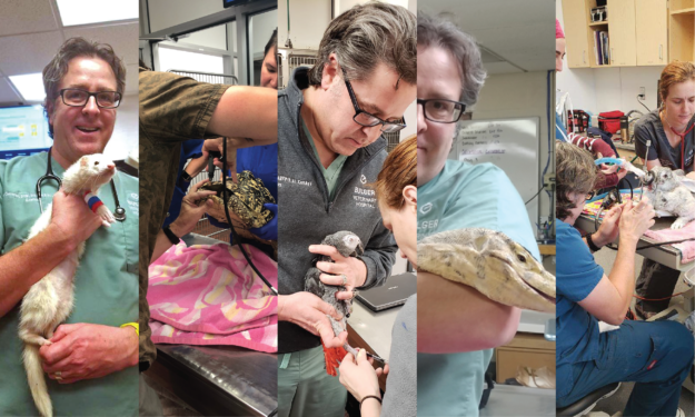 A Day In the Life of An Exotic Pet Vet