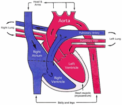 can dilated cardiomyopathy be cured in dogs