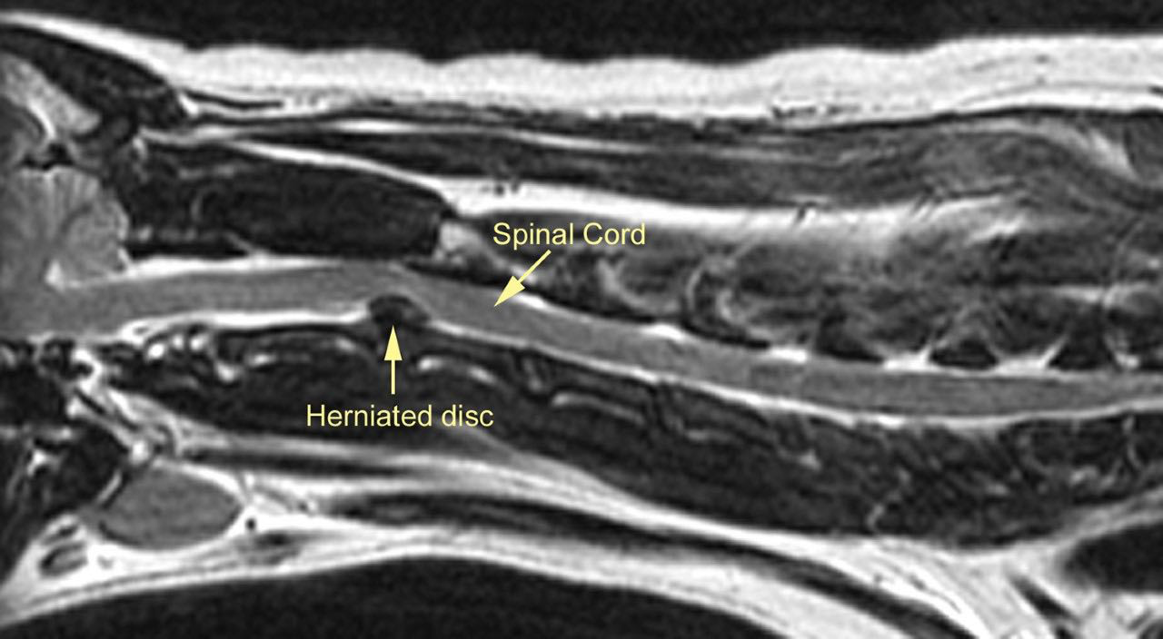 What to Expect When Your Pet Needs an MRI Ethos Veterinary Health