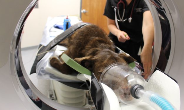 CT Scan for Pets: What You Need to Know