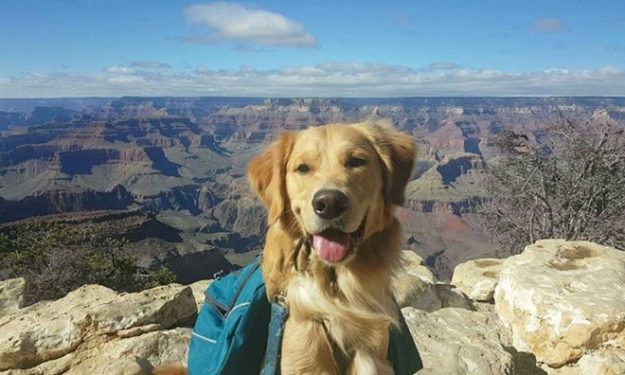 hiking with golden retriever