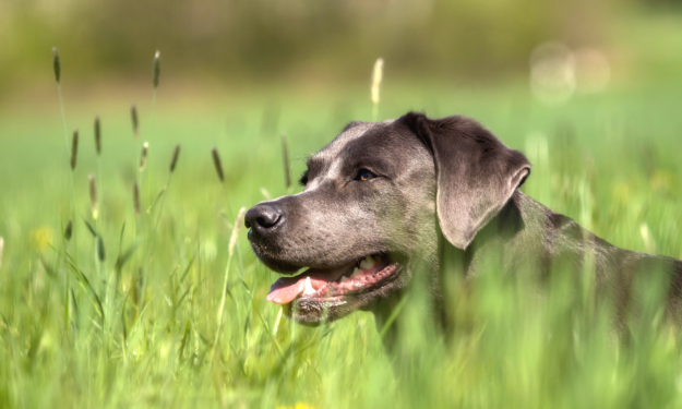 how to treat elbow dysplasia in dogs