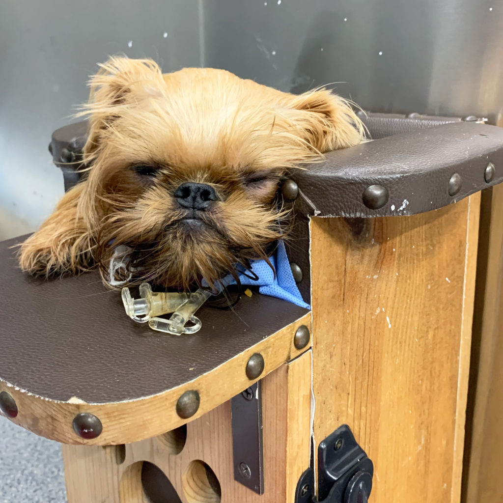 Megaesophagus in Dogs Ethos Veterinary Health