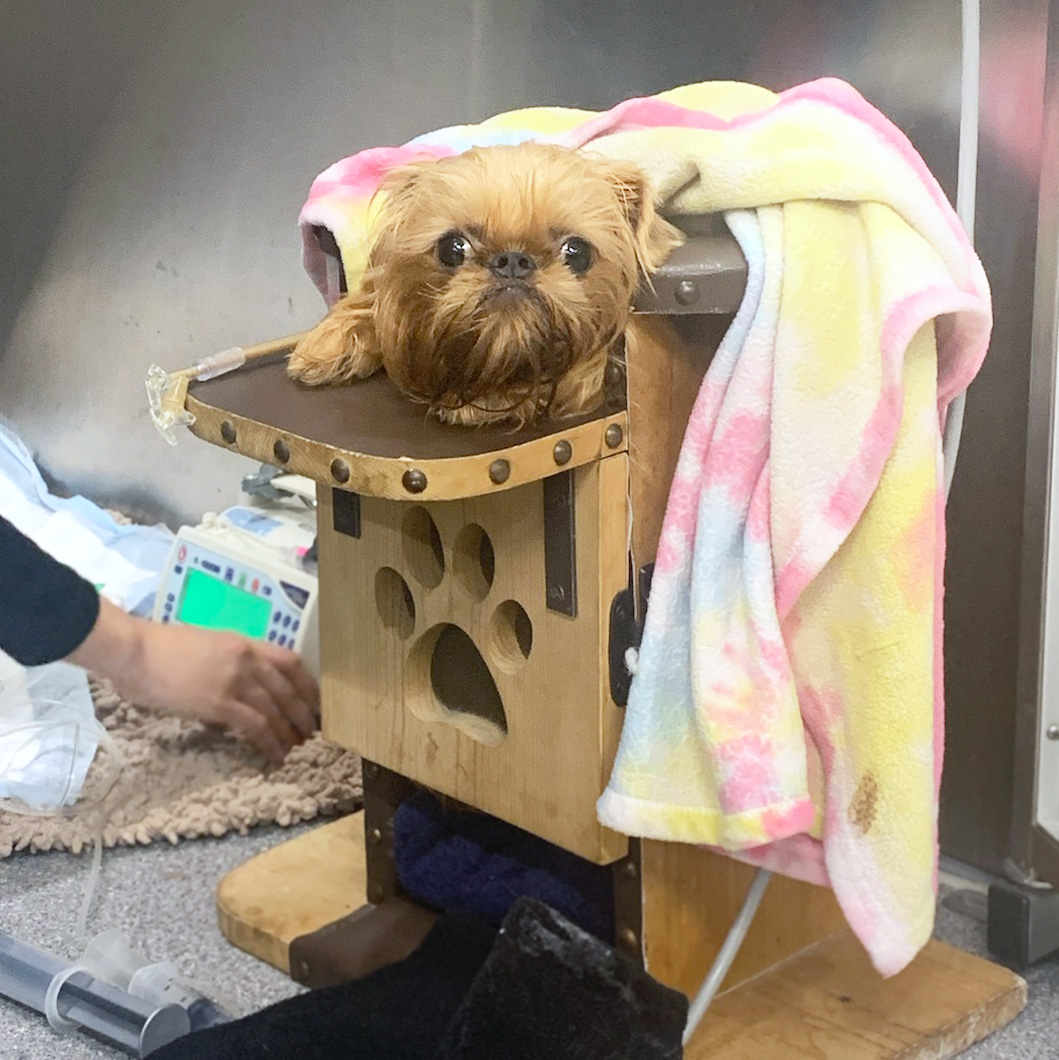 Megaesophagus in Dogs Ethos Veterinary Health