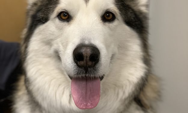 Alaskan Malamute dog smiling with tongue out at camera.