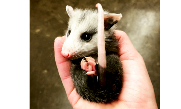 rescued oppossum baby