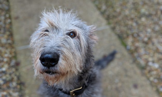 Irish Wolfhound sitting on sidewalk looking at camera.