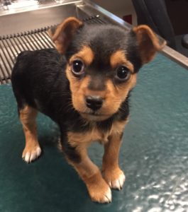 Black and brown puppy looking up to camera.