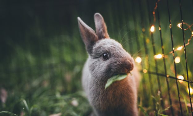The Importance of Dental Care for Small Herbivores (Focus on Rabbits,  Guinea Pigs and Chinchillas) - Ethos Veterinary Health