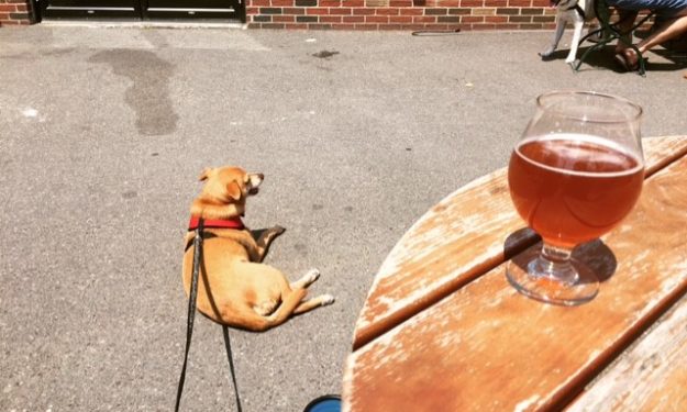 Dog Bars Celebrating Oktoberfest - BringFido