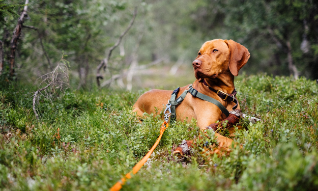 vizsla in the woods