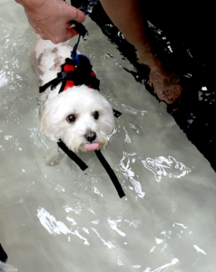 Dog on underwater treadmill.