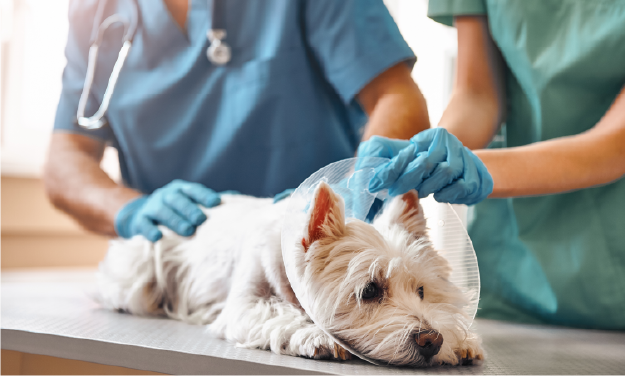 West Highland Terrier patient in cone doctor in background