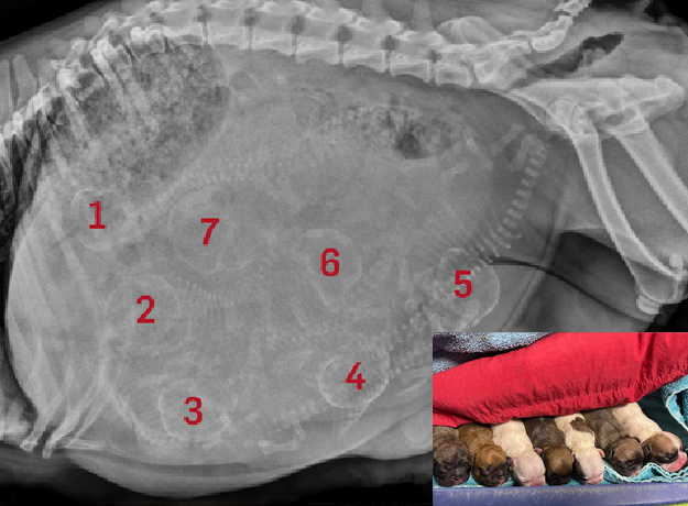 Radiograph showing the skeletons of 7 puppies 